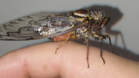 Australian Cicada