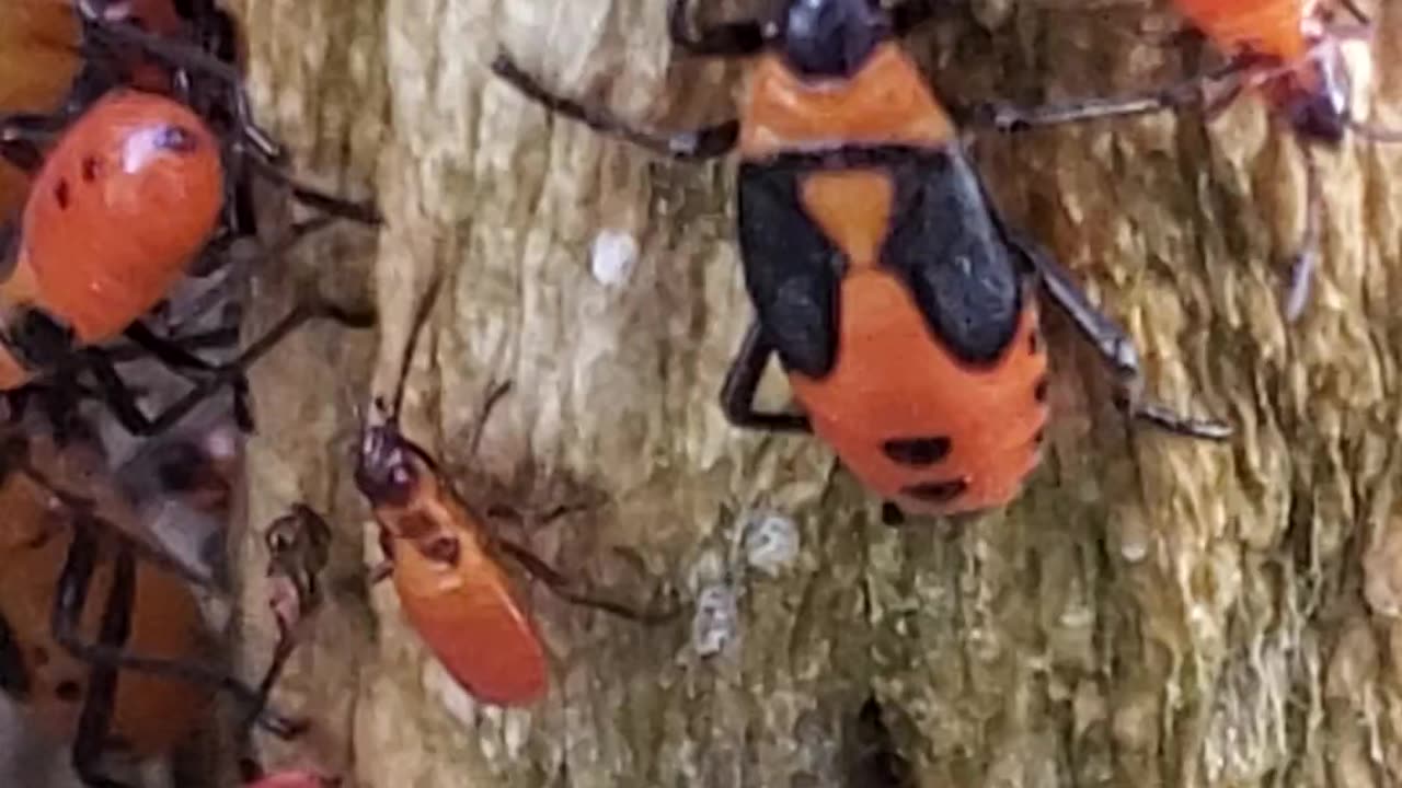 Milkweed bugs