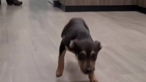 Funny Dancing Dog