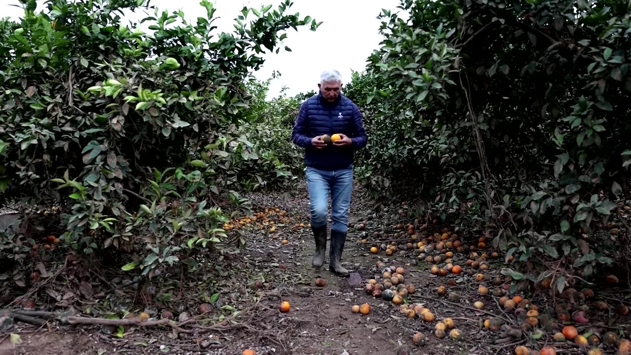 Harvest-ready crops wiped out by Valencia floods, says farmer