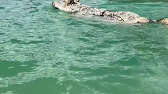 Its a wolf shark. Very rare!