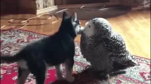 Doge & bird kisses Awesome funny moment MixAE