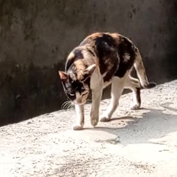 Cat-Walk