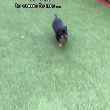 When the dog is small or large, it has the same behavior