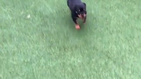 When the dog is small or large, it has the same behavior