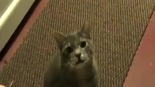 Cat talking video