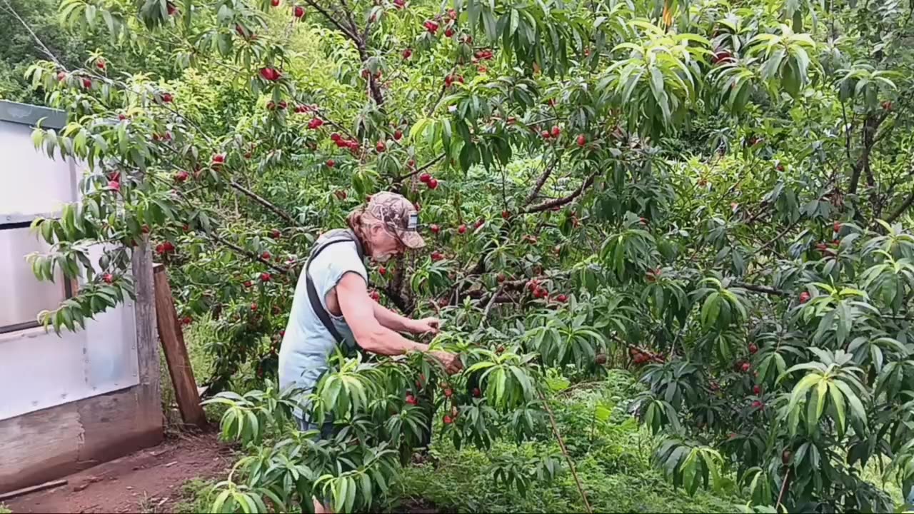 Nectarine, harvest and preserve!