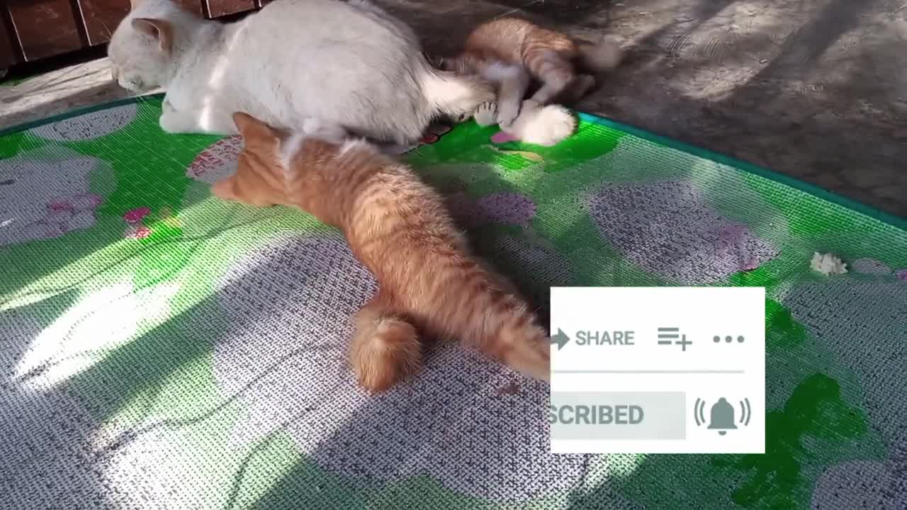 two cute cats fight