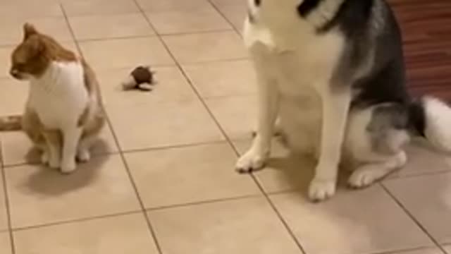 Kitten Is Protected By 2 GIANT Siberian Huskies!!