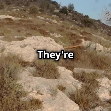 Top 5 Genius Dog Breeds That Outshine the Rest!