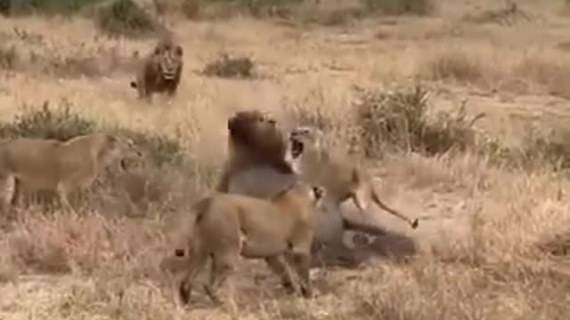 leopard surrounded by a lion pride how large is a lion pride