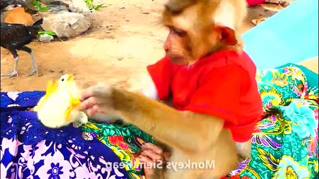 005 Monkey takes care baby chicken-MonkeyAnimals