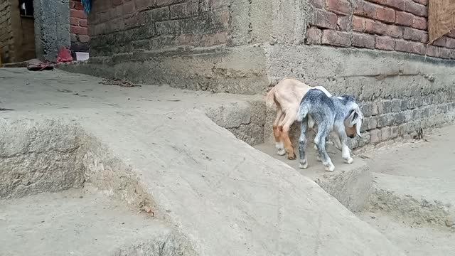 Goat funny three Baby Goat Fun Video 🐐🐐🐐🐐🐐🐐