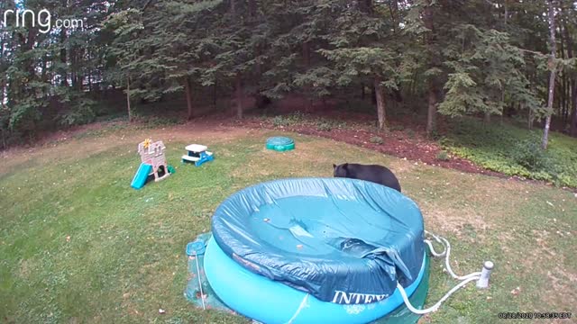 Bear Swims and Tears Up Pool