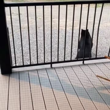 Bear scare gone wrong, not what you think!