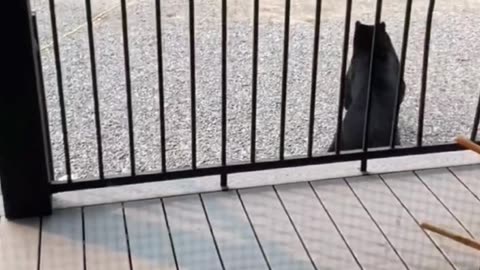Bear scare gone wrong, not what you think!