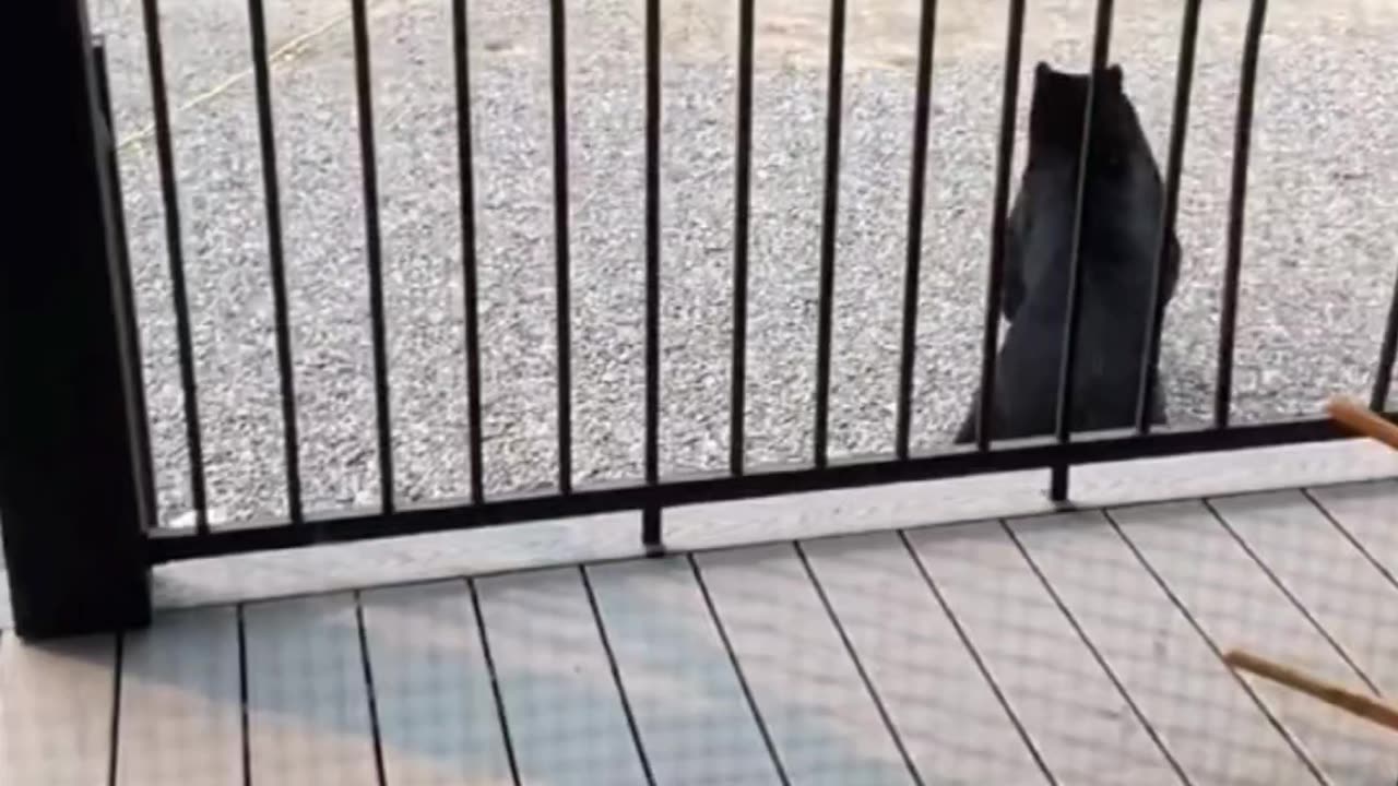 Bear scare gone wrong, not what you think!