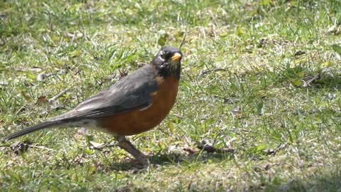 American Robin Feeding on Earthworms