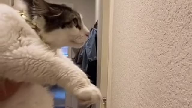 00:13 Funny (Smart) Cats Be Like | Funny Animals TikTok Videos #Shorts