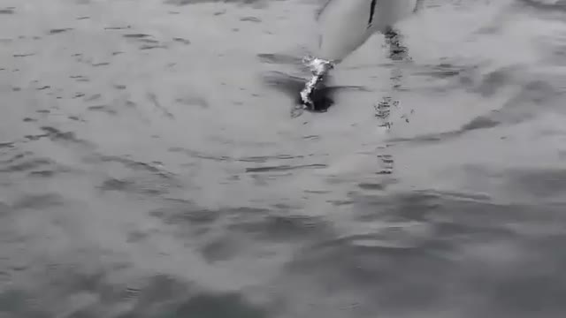 “Would you be willing to share the boat mate?” — Sea Lion, probably 🦭