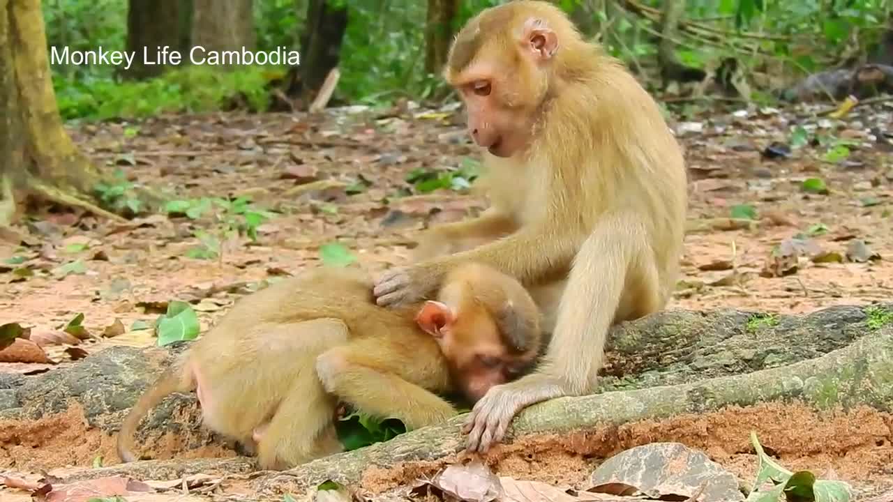 Monkey Rolex wants a best friend with Poor baby monkey Sok