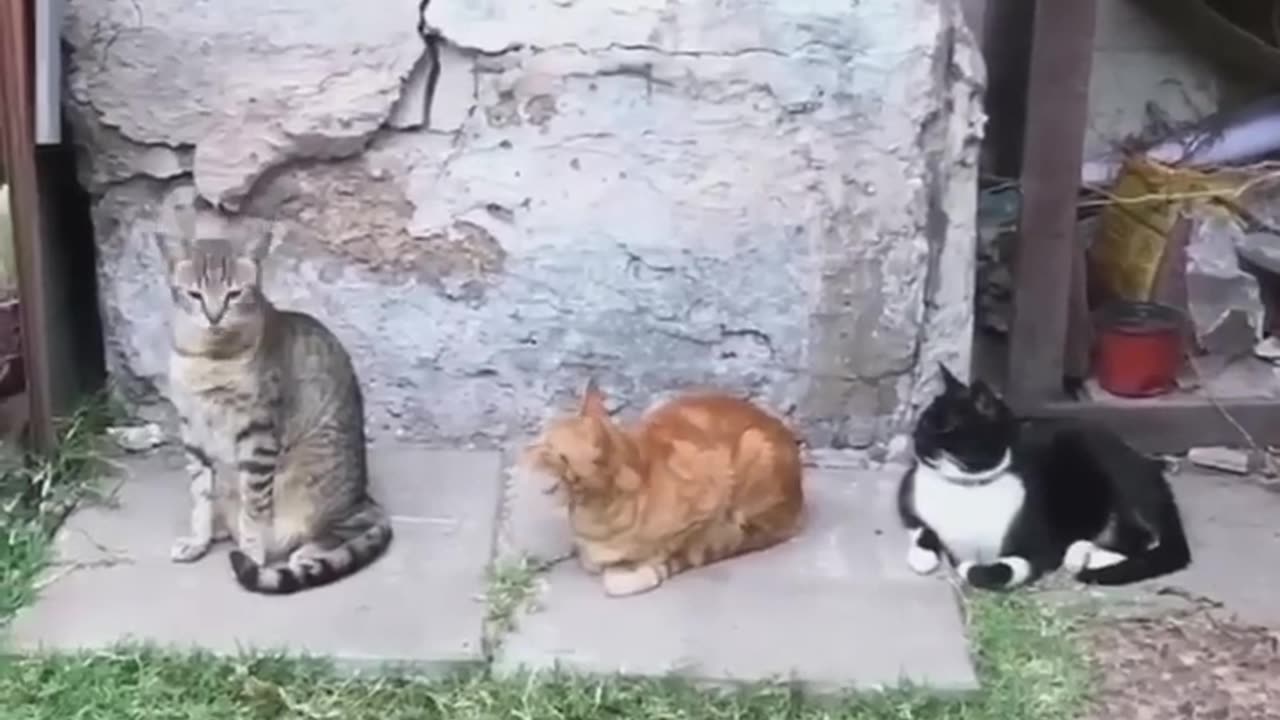 Cat funny videos😆😆🤣