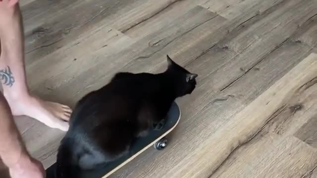 funny cat video 2020😂