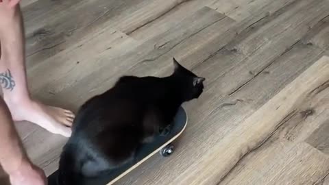 funny cat video 2020😂