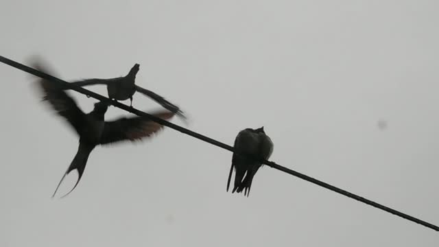 Caring mother feeds the chick