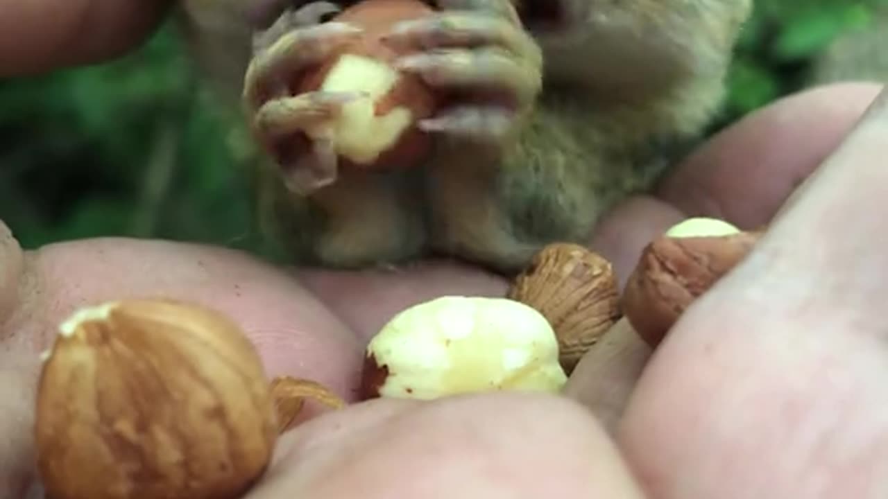 Record peanut stuffing contest in the making