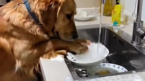 A DOG IS WASHING PLATES IN THE