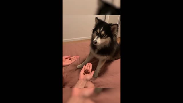 Husky plays game of food