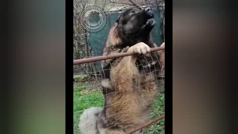 Caucasian Shepherd 🔥 Dangerous 🔥 Aggressive 🔥 Most aggressive video 🔥❤️