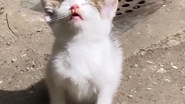 Cute Little Kitty got Confused 🤨😟🥰