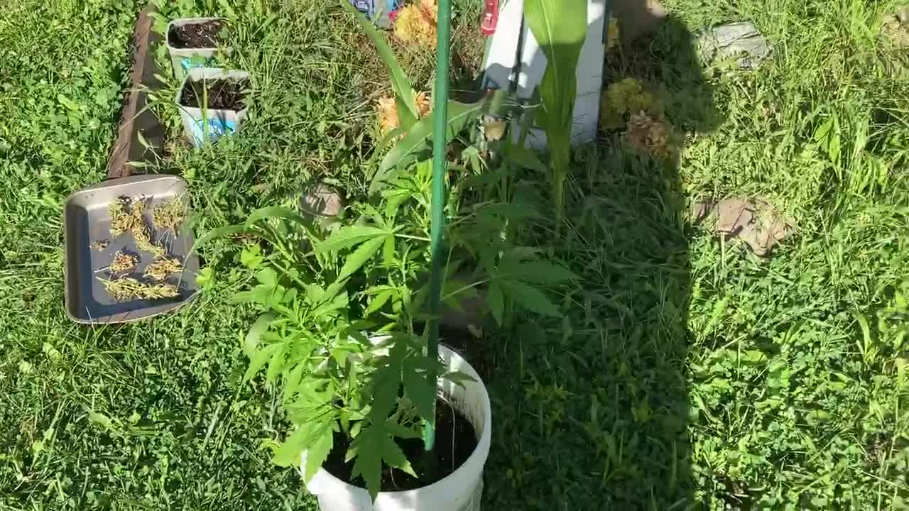 Marijuana trump victory garden August 30, 2021 Monday