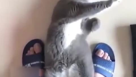 cat kung fu