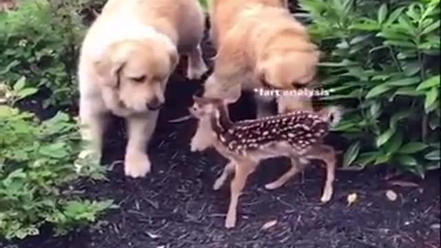 Baby animal funny videos .