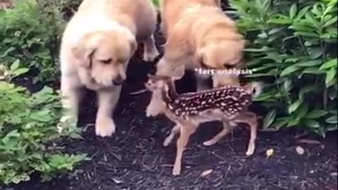 Baby animal funny videos .