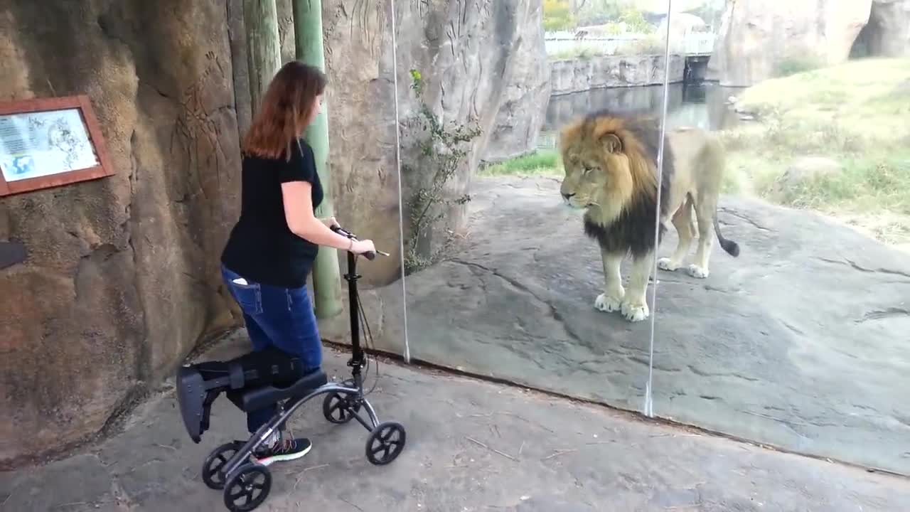 Lion really wants the scooter