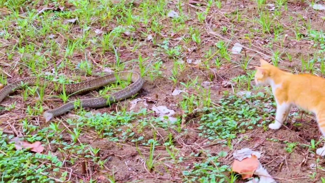 SNAKE VS CAT FIGHT #cat #snake #animal