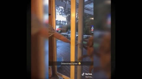 Dog no entry for house