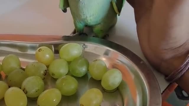 Parrot video