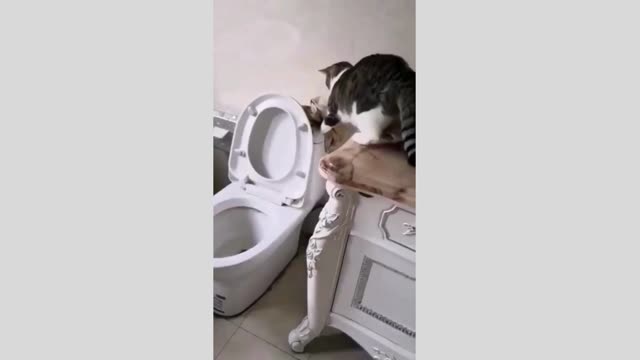 funny cat videos 3