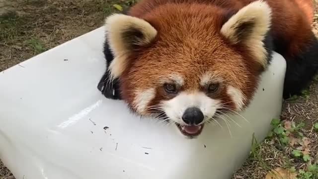 The little raccoon lay on the ice to cool down