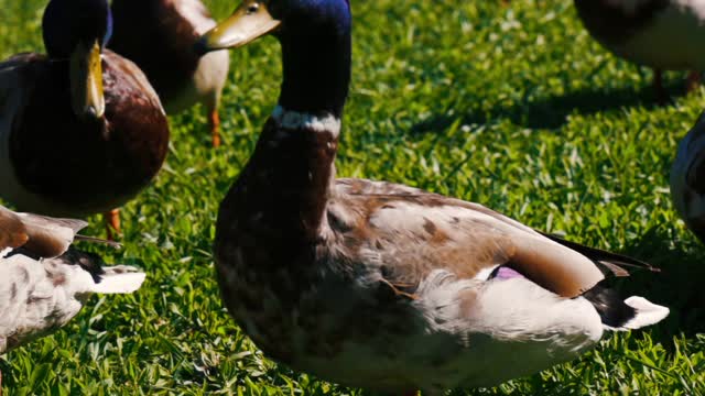 Several Ducks Standing in the Grass