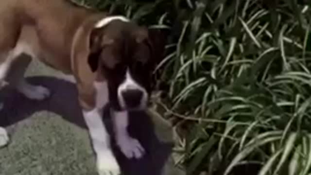 Brown dog sniffs leaf and starts running