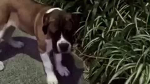 Brown dog sniffs leaf and starts running