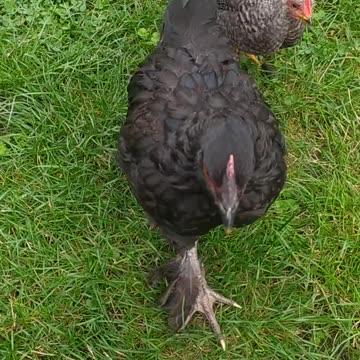 Penguin, Sapphire and Rapunzel attack ;-)