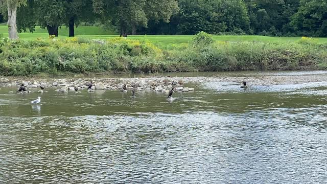 Gang of Cormorants still at James Gardens