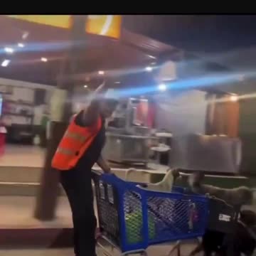 Just drive! 🐶 Hilarious Dog-Pulled Shopping Cart Adventure! 🛒🐾 #Viralvideo #NationalDogDay